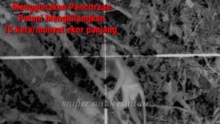 Download lagu Crazy!!! Farmers use night light to hunt long tail monkeys @sniperanakrantau mp3