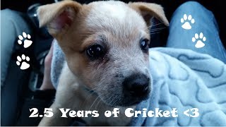 2.5 Years of Cricket!