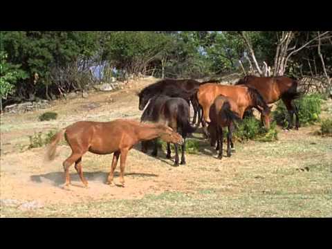 Verwilderte Hauspferde in den Rhodopen
