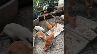 Download lagu Nhìn thấy rất là đáng thương quá đi nhé #answer #love #travel #automobile #topgamedoithuonguytin mp3 Download lagu Nhìn thấy rất là đáng thương quá đi nhé #answer #love #travel #automobile #topgamedoithuonguytin mp3