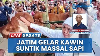 Jatim Gelar Kawin Suntik Massal 865 Sapi di Jember, Gubernur Khofifah Dukung Target Ketahanan Pangan