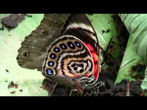 download lagu mp3 mp4 Agrias Claudina Butterfly, download lagu Agrias Claudina Butterfly gratis, unduh video klip Agrias Claudina Butterfly