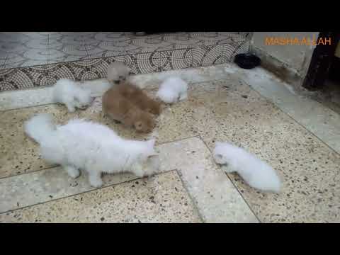 billi funny videos | Maria Saboor vlog # 56