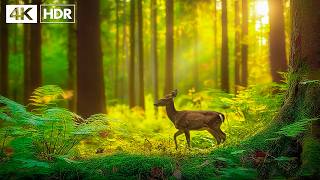 Music Therapy 🌿Beautiful Nature Sound to Stop Overthinking & Find Inner Peace