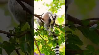 Ainsi bas la vida Ft🔥 #shorts #short #youtubeshorts