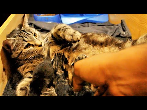 Protective mom cat won't let me touch her 4 newborn kittens l CrazyCatish