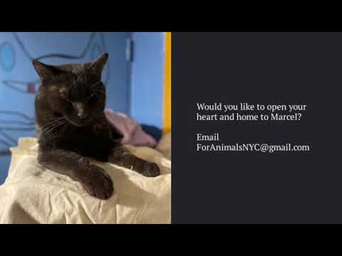 Marcel, an adoptable Domestic Short Hair in Kew Gardens, NY_image-1