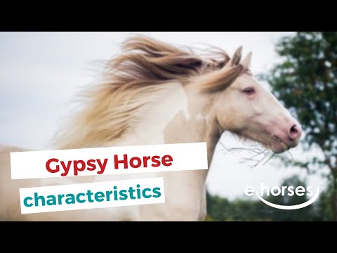 , title : 'Gypsy horse | characteristics, origin & disciplines'