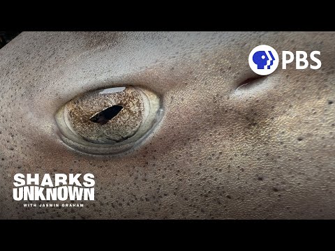 Uncovering the Mysterious Behaviors of Leopard Sharks