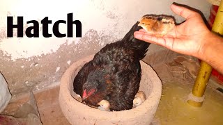 Hen hatching eggs results | incubator for chicken eggs 2022