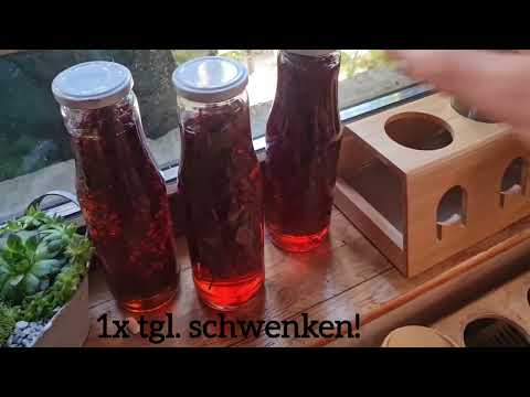 DIY Basilikum-Blüten-Essig