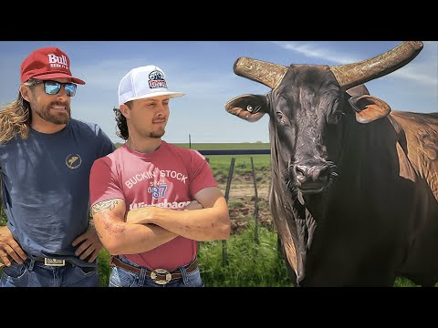 New Buckin Bull! He's HUGE! Rodeo Time 426