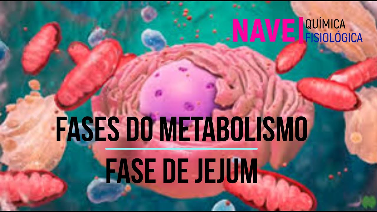 Fases do metabolismo - Jejum
