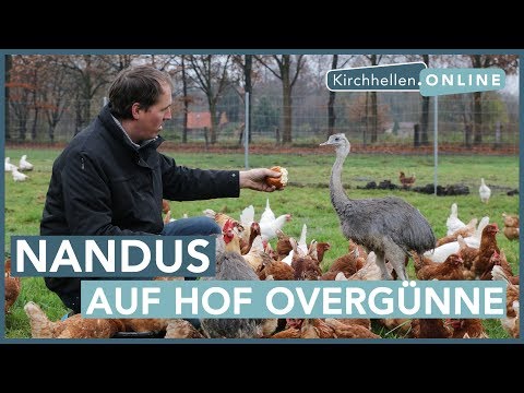 Die Nandu-Security auf dem Hof Overgünne