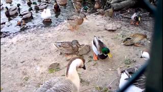preview picture of video 'Prague : Zoo nook Hostivar :  Geese and ducks'