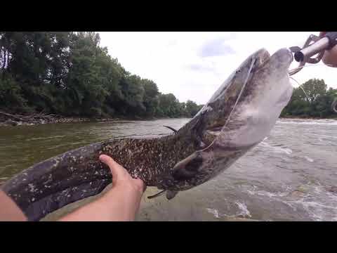 RIJEKA Sava (SLOVENIJA) SPINNING za SOMA i BUCOVA 2024! ...RIVER Sava (SLOVENIA) SPINNING