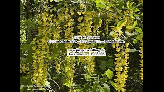 Galerie Fotoserie Golden Chain Tree Hackenheim Rheinhessen