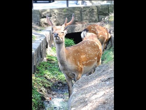 奈良で今年一番の暑さ　猛暑で鹿もぐったり　／奈良
