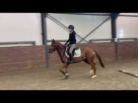 Tarzan (KASANOVA VAN KLAVERBORCH x VIGARO) - Video 2 video thumbnail