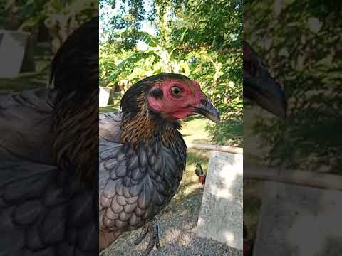 DEVIL BLUES SEEDFOWL