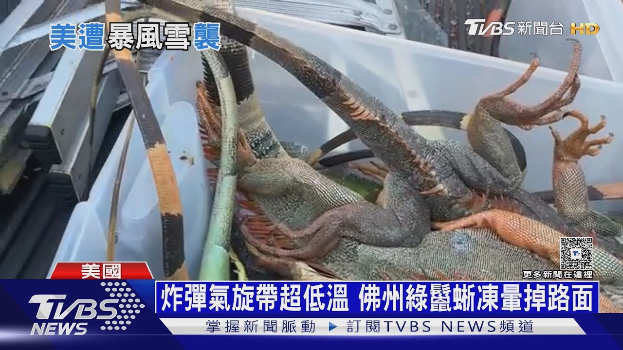奧蘭多比格陵蘭冷! 炸彈氣旋襲美東 北卡積雪比均值多5倍