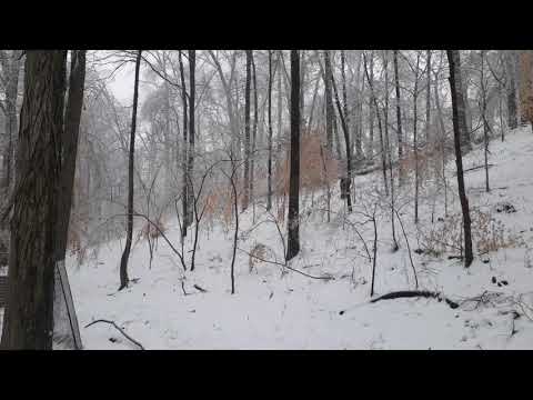 Caught on camera!! Large tree falling from ice 2/18/2021