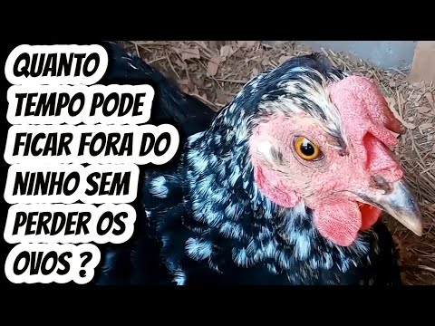 Por quantos minutos uma galinha choca pode ficar fora do ninho sem prejudicar a incubação dos ovos?