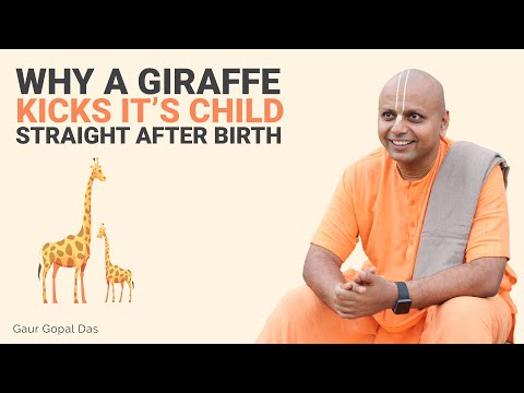 Why a giraffe KICKS it's CHILD straight after birth by Gaur Gopal das Video