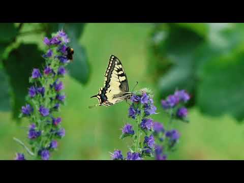 Weinberge Leutesdorf 📷🐕🍇