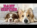 NEW FAMILY MEMBER Topi The Corgi