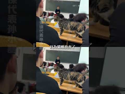 說吧你到底是怎么做到的！#貓咪 #大學生 #上課 #教室 #小貓