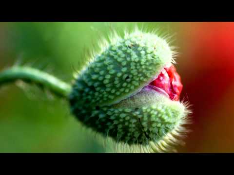 Schnell Treuhand AG, Stäfa