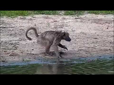 Djuma: Baboons, Nyala and Impala - 12/04/20