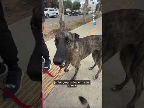 Pasea perros en Comodoro Rivadavia y los agrupa por grupos. La historia de Gianluca Russo