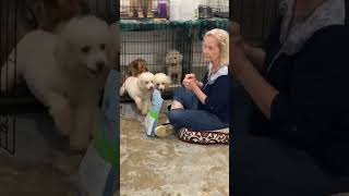 Video preview image #1 Mutt Puppy For Sale in Lewistown, PA, USA