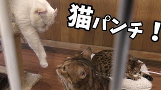 温泉街ゆふいんの猫屋敷がすごかった　痛くない猫パンチ