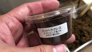 【閲覧注意】僕のヘラクレス　#shorts