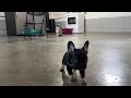 French Bulldog dogs for sale: Ferdinand - Video 1