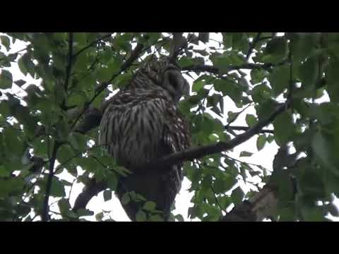 Barred Owls of Midtown Tulsa