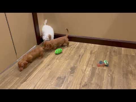 Dachshund - 4774 video preview