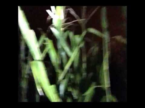 DRENTO UN CAMPO RETTILIANO COL CUGINO LUCA - Imitazione Matteo Montesi e Cugino Luca