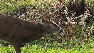 Ben's Crossbow Hunt in Clarion County Pa 2016