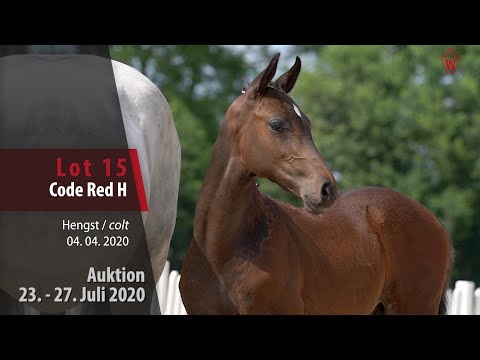 Westfälische Online Auktion 23. - 27. Juli: Lot 15 Code Red H Hengst v. Chacco's Son II - Clinton I