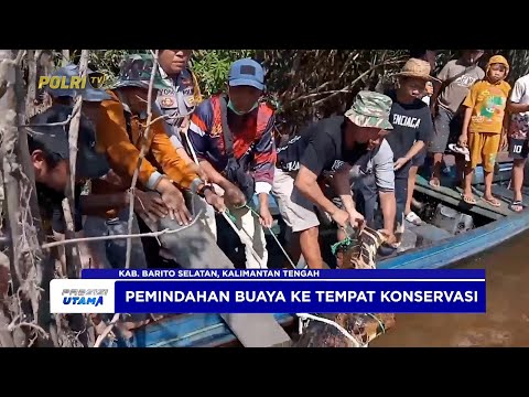 POLRES BARITO SELATAN BERSAMA WARGA EVAKUASI BUAYA LIAR