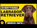 Everything About - LABRADOR RETRIEVER | Dogs 101 - Dog Breed Information & Facts