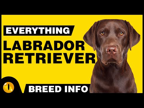 Everything About - LABRADOR RETRIEVER | Dogs 101 - Dog Breed Information & Facts