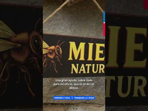 Trabajamos en la restauración ecológica de zonas degradas de Quebrada Escobares, Villa Alemana