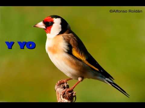 MIKEL LABOA- EL PAJARO ES PAJARO SUBTITULADO