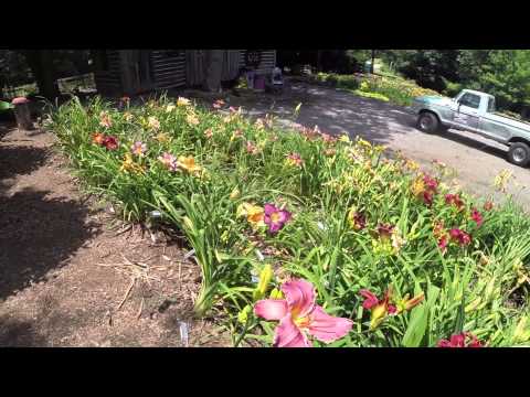 download lagu mp3 mp4 Daylily Farm Virginia, download lagu Daylily Farm Virginia gratis, unduh video klip Daylily Farm Virginia