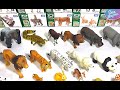 Wild Animals Takara Tomy Full Collection Showcase